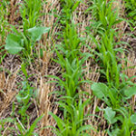 Cover Crop Implementation Consultation